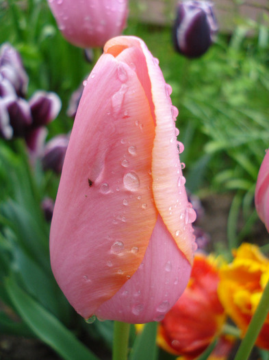 Tulipa Menton (2011, May 08)