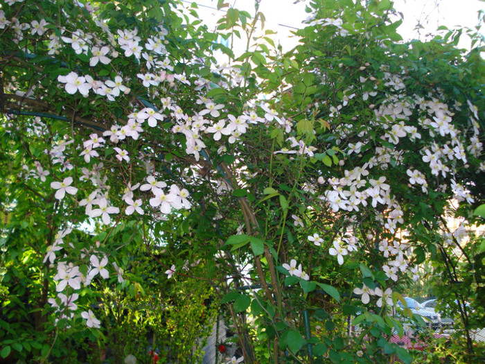 09.05.2011 - Clematis 2011