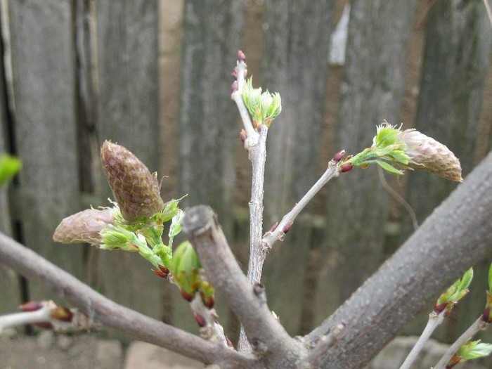 primii mugurasi de floare dupa 3 ani