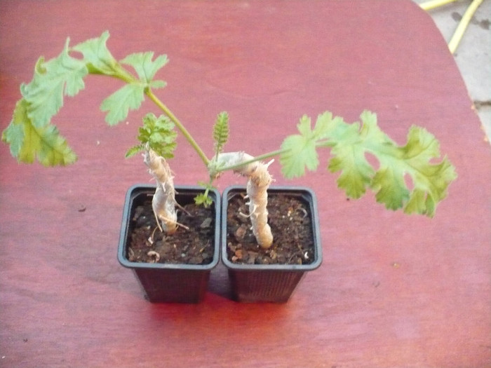 Pelargonium ferulaceum - Muscate 2011