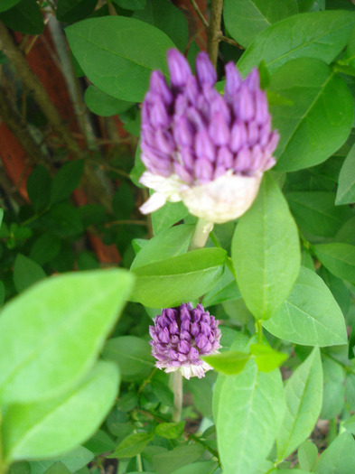 Allium Purple Sensation (2011, May 10)