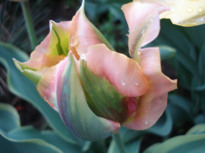 Tulipa Green River (2011, May 10)
