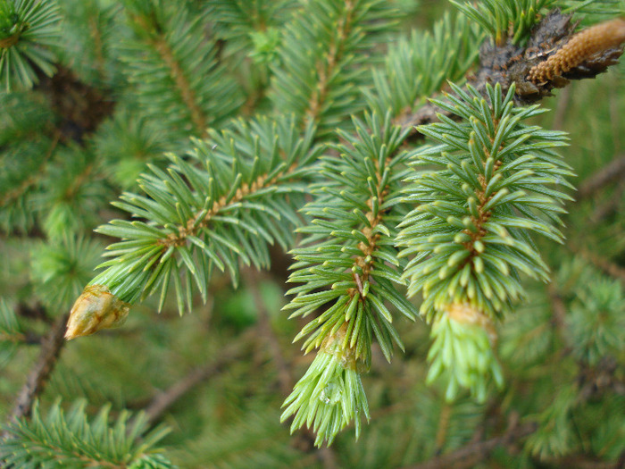 Picea abies (2009, May 13)