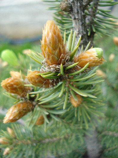 Picea abies_Molid (2010, April 24)
