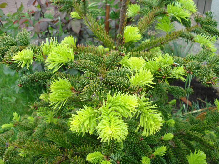 Abies nordmanniana (2010, May 09)