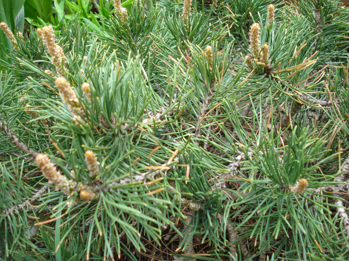 Pinus mugo Mughus (2010, April 18)