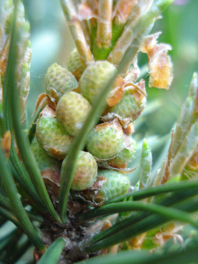 Pinus mugo Mughus (2010, May 01)