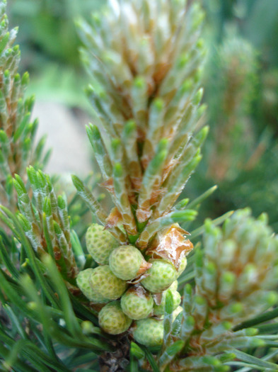 Pinus mugo Mughus (2010, May 05)