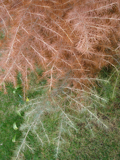 Himalayan Cedar (2010, March 27) - Cedrus deodara 2007