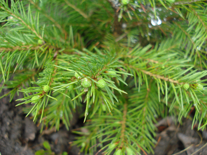 Picea abies, pui 13may2009