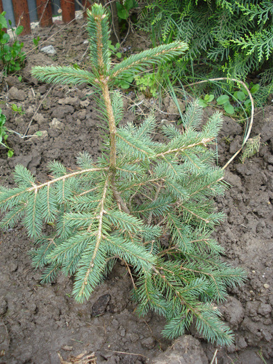 Picea abies, pui 25apr2010