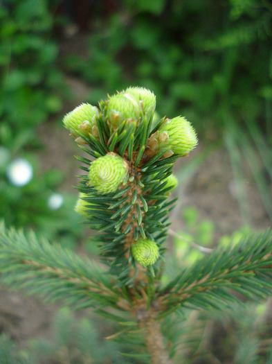 Picea abies, pui 07may2010