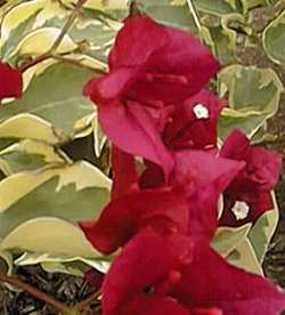 Bougainvillea Raspberry Ice