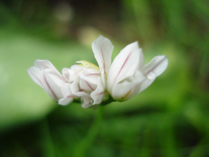 Triteleia hyacinthina (2011, May 12)