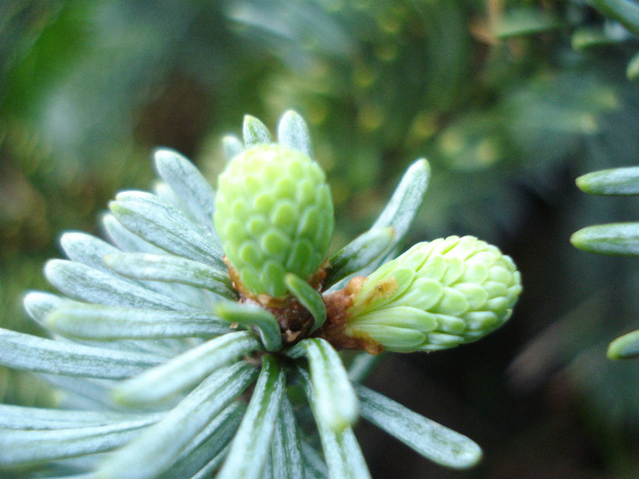 Abies procera Glauca (2011, May 12)