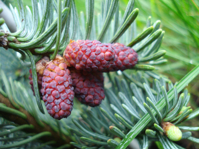 Abies procera Glauca (2011, May 12)