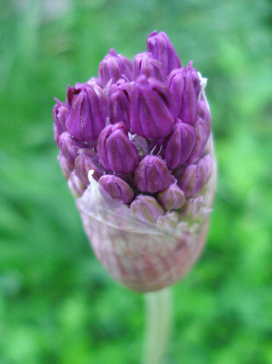 Allium Purple Sensation (2011, May 12)