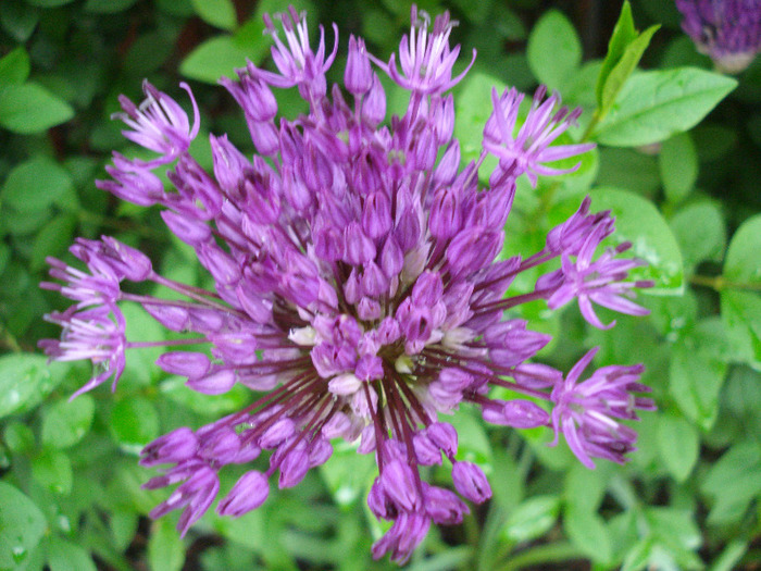 Allium Purple Sensation (2011, May 12)