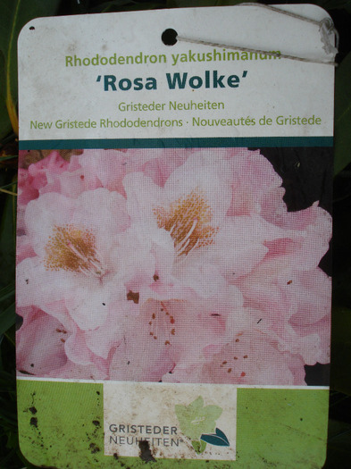 Rh. yakushimanum Rosa Wolke