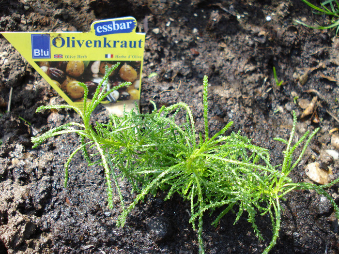 Olivenkraut_Olive Herb (2010, Apr.08)
