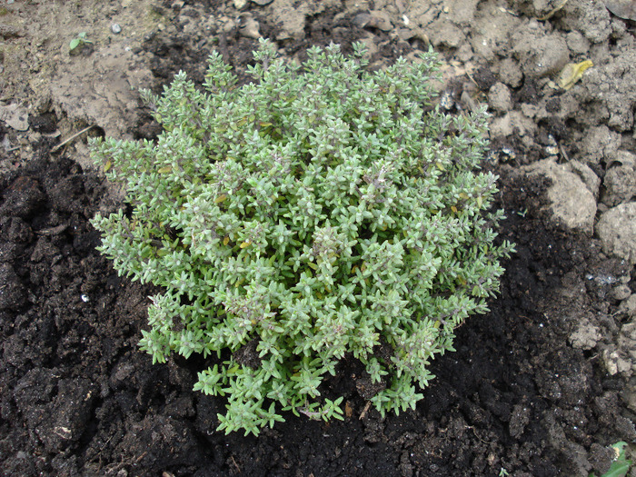 Wild Thyme (2010, March 27)