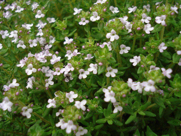 Wild Thyme (2010, May 15)