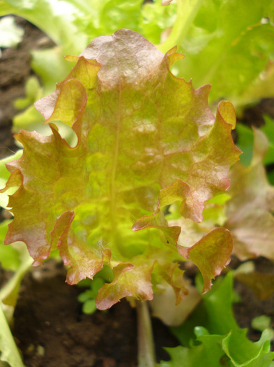 Curly Lettuce (2010, May 25)