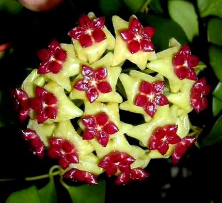 Hoya  cinnamonifolia