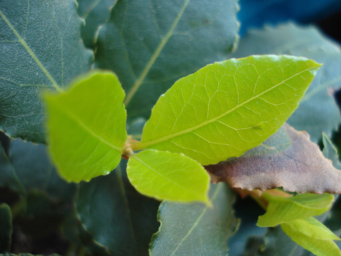 Laurus nobilis_Dafin (2009, June 10)