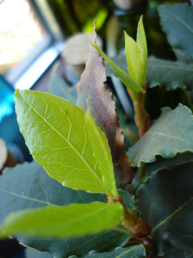 Laurus nobilis_Dafin (2009, June 10)