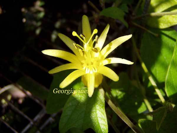 Passiflora_Citrina