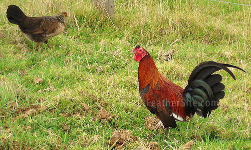1 - Colombian Game Fowl