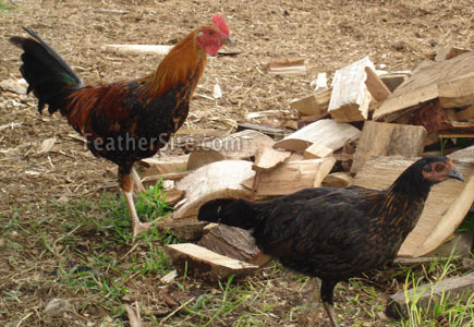 2 - Colombian Game Fowl