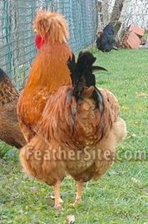 2 - Posavina Crested Hens