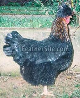 4 - Posavina Crested Hens