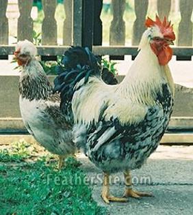 5 - Posavina Crested Hens