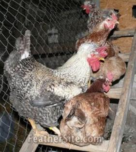 9 - Posavina Crested Hens
