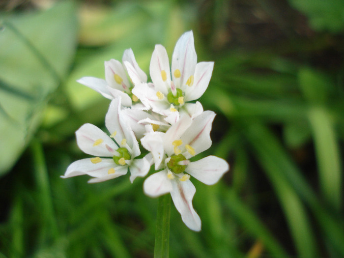 Triteleia hyacinthina (2011, May 12)