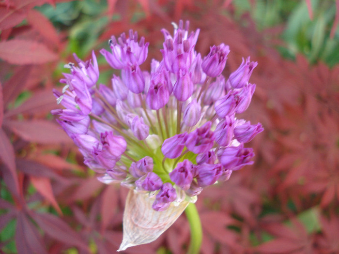 Allium Purple Sensation (2011, May 15)