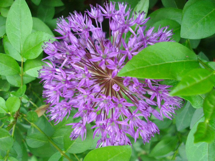 Allium Purple Sensation (2011, May 15)