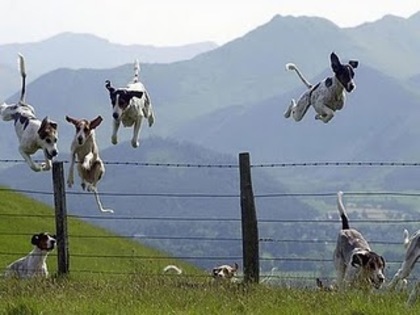 animals,damn,funny,dog,jump,funny,dogs-2d1c9c3c1d0b5a930e5890f47c7eab68_h