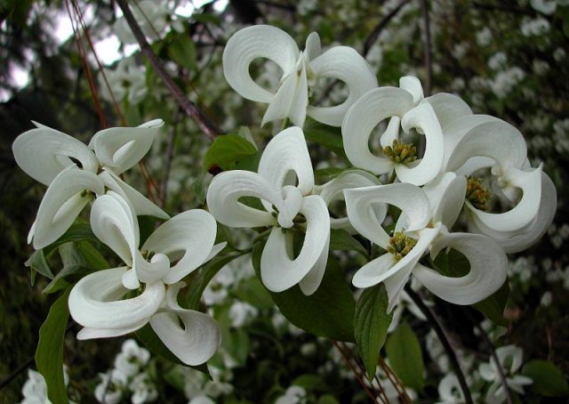 cornus_florida_urbiniana