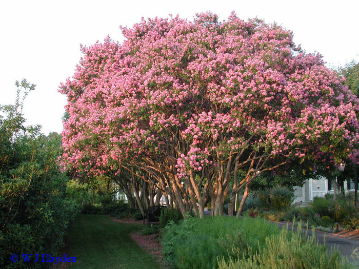 Lagerstroemia indica - 1 Plante pe care le doresc in gradina mea