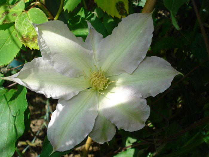 "Gladys Picard", 15.05.2011 - Clematis 2011