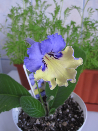 streptocarpus harlequin blue - 2-PLANTELE MELE