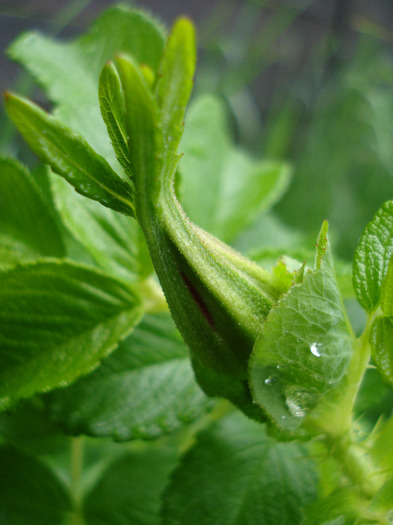 Rosa rugosa (2011, May 08)