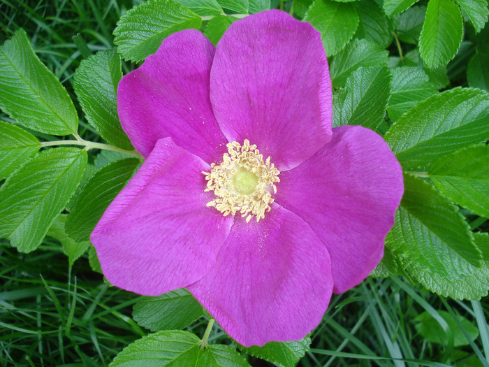 Rosa rugosa (2011, May 16)