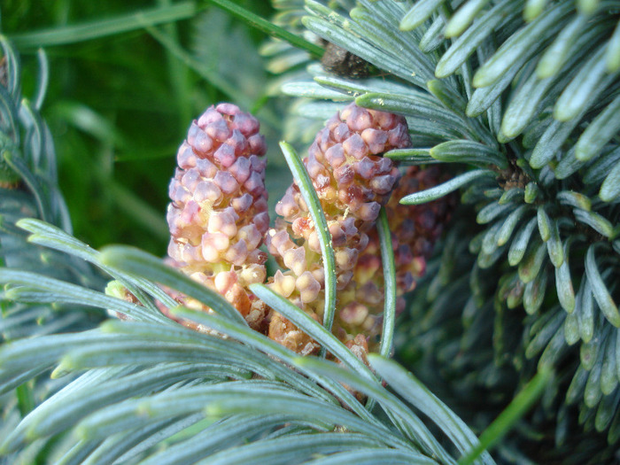 Abies procera Glauca (2011, May 16)