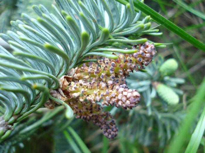 Abies procera Glauca (2011, May 17)