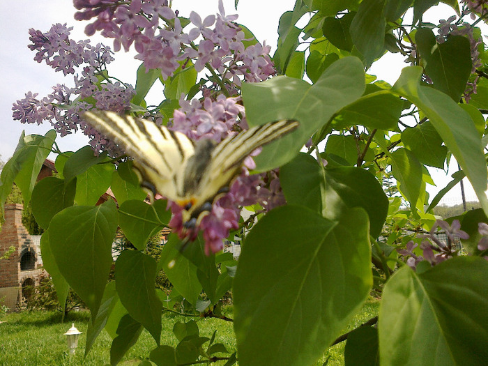 Liliac inflorit si fluturasul deosebitMay 3, 2011
